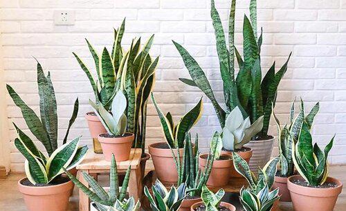 怎样才能让虎皮兰多长小芽