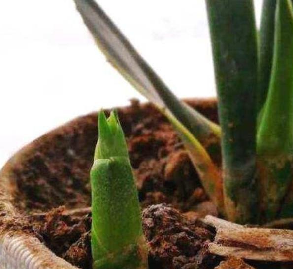 怎样才能让虎皮兰多长小芽