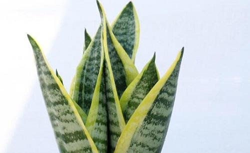 怎样才能让虎皮兰多长小芽