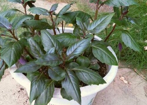 紫背天葵子的功效与作用及食用方法