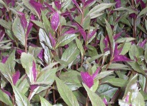 紫背天葵子的功效与作用及食用方法