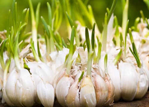 大蒜怎么种植方法步骤