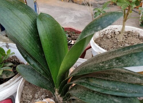 君子兰根腐如何预防容易生长