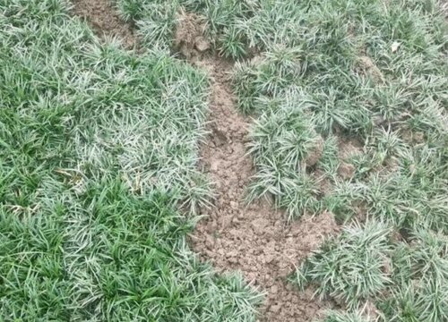 日本矮麦冬和玉龙草区别