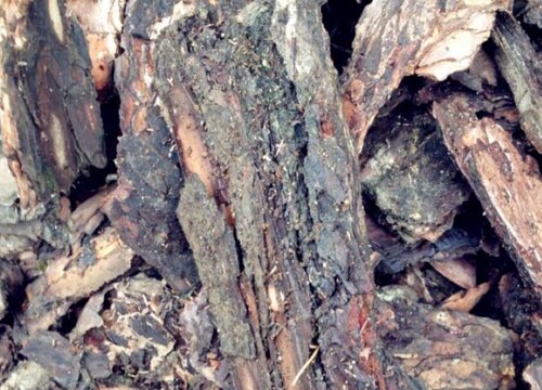 松树皮如何养兰花