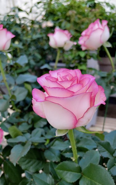 艾莎月季花优缺点