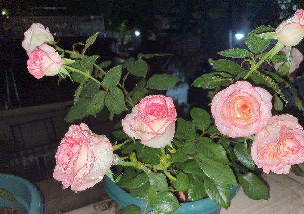 艾莎月季花优缺点