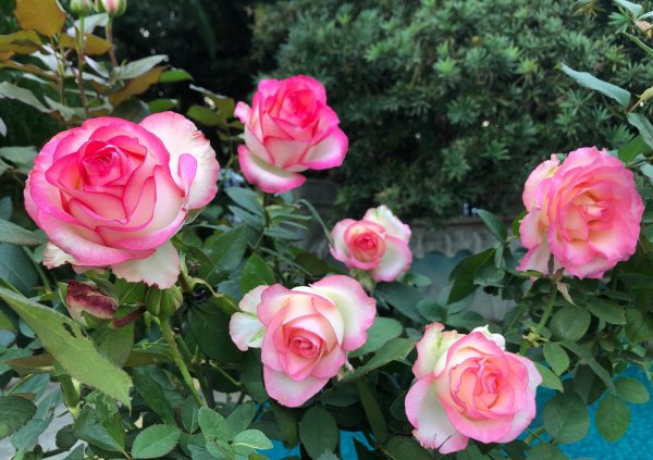 艾莎月季花优缺点