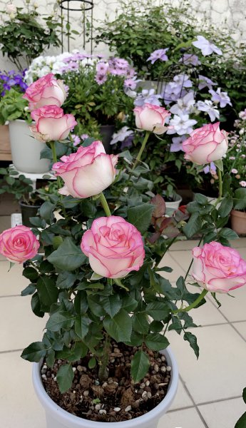 艾莎月季花优缺点