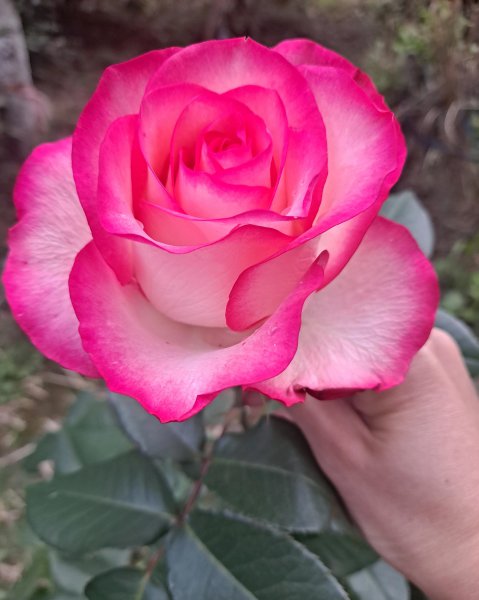 艾莎月季花优缺点