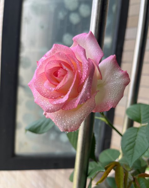 艾莎月季花优缺点