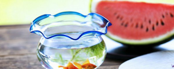 家庭小型鱼缸怎么搭配