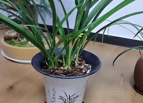 兰花如何养殖新芽长得多