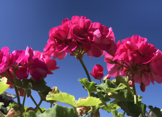 天竺葵的扦插方法和时间