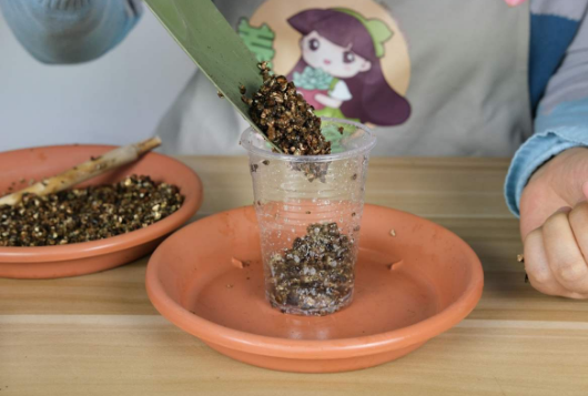 天竺葵的扦插方法和时间