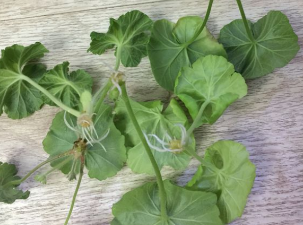 天竺葵的扦插方法和时间