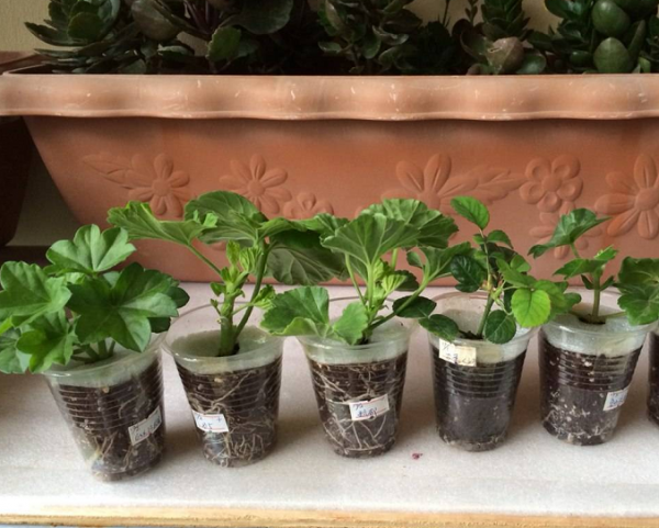 天竺葵的扦插方法和时间