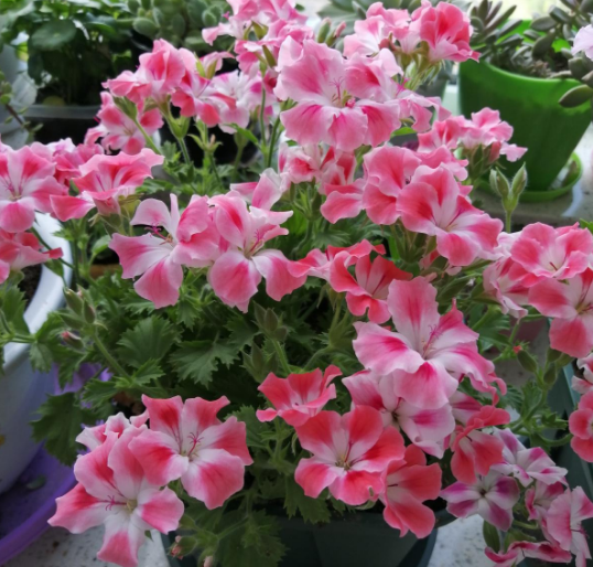 天竺葵的扦插方法和时间