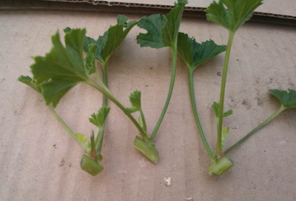 天竺葵的扦插方法和时间