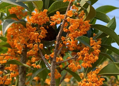 什么桂花树最好最香花期长