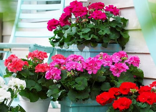 适合北方庭院种植的草本花卉