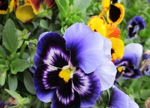 适合北方庭院种植的草本花卉