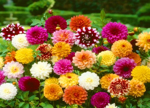 适合北方庭院种植的草本花卉