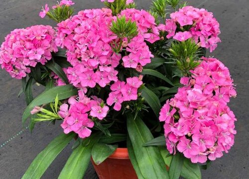 适合北方庭院种植的草本花卉