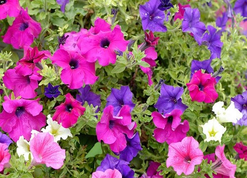 适合北方庭院种植的草本花卉