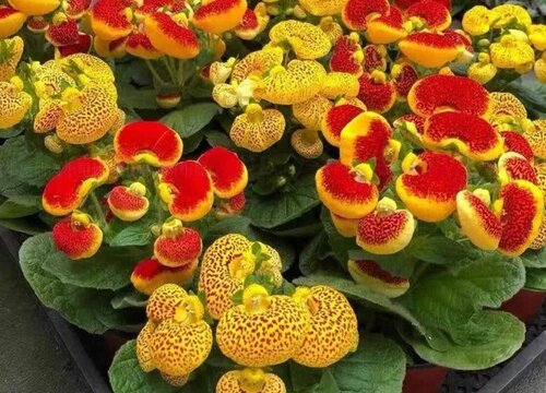 适合北方庭院种植的草本花卉