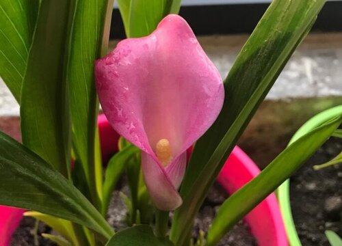 马蹄莲什么时候开花