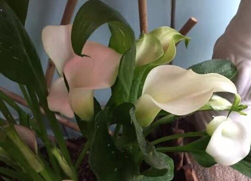 马蹄莲什么时候开花