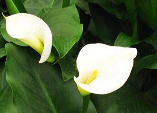 马蹄莲什么时候开花