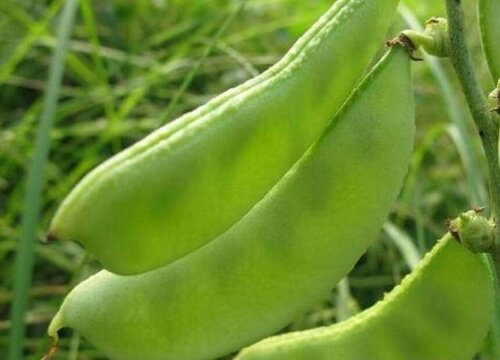 扁豆怎么洗才干净