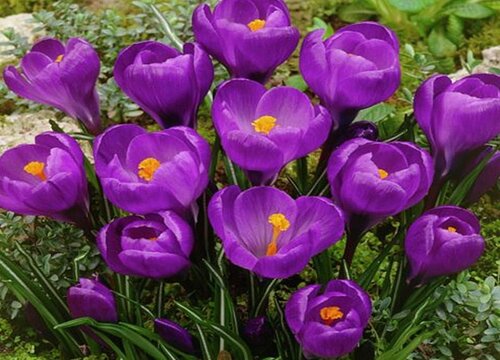 藏红花好养活吗