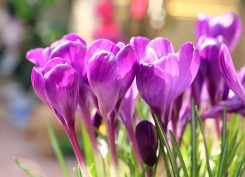 藏红花好养活吗