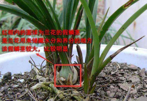 兰花假鳞茎枯萎怎么办