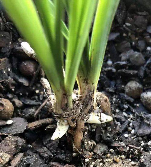 兰花假鳞茎枯萎怎么办