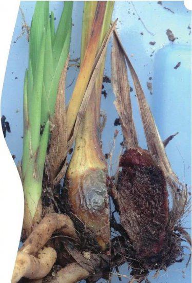 兰花假鳞茎枯萎怎么办