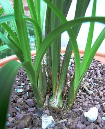 兰花假鳞茎枯萎怎么办