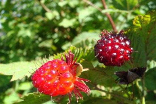 树莓和覆盆子的区别在哪里