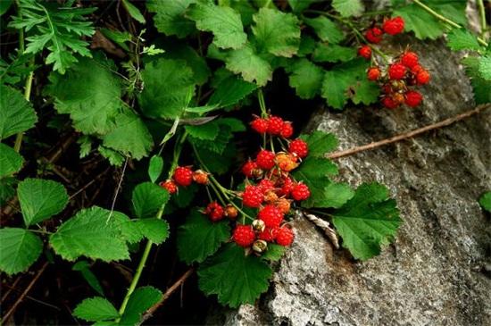 树莓和覆盆子的区别在哪里