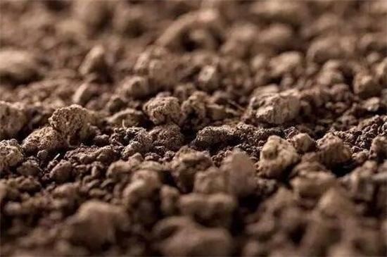 树莓和覆盆子的区别在哪里