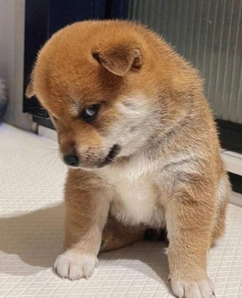 最笨的星座有哪些