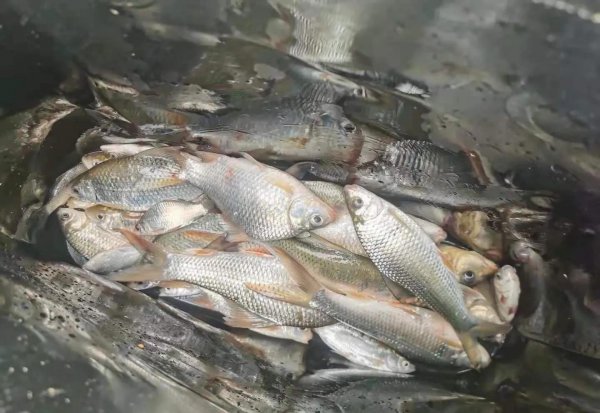 土鲮鱼最喜欢吃什么饵料