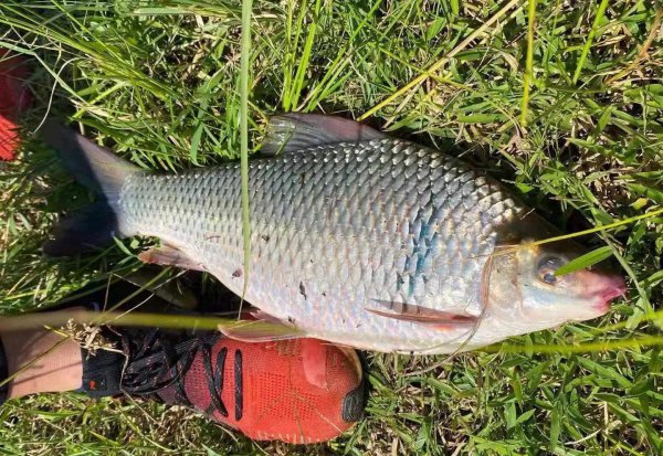 土鲮鱼最喜欢吃什么饵料