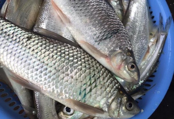 土鲮鱼最喜欢吃什么饵料