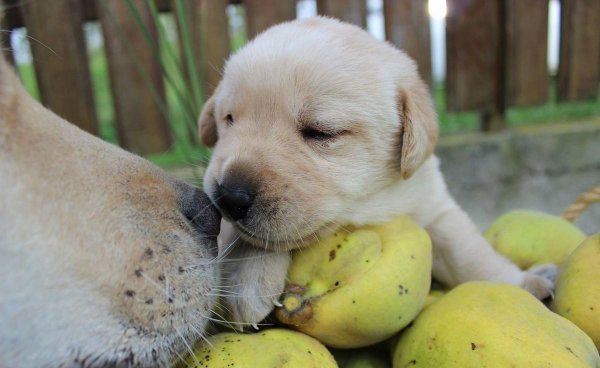 狗狗不能吃的20种水果