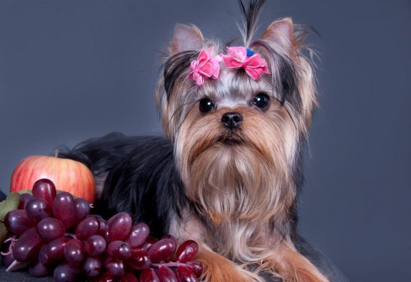 狗狗不能吃的20种水果