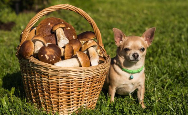 狗狗不能吃的20种水果